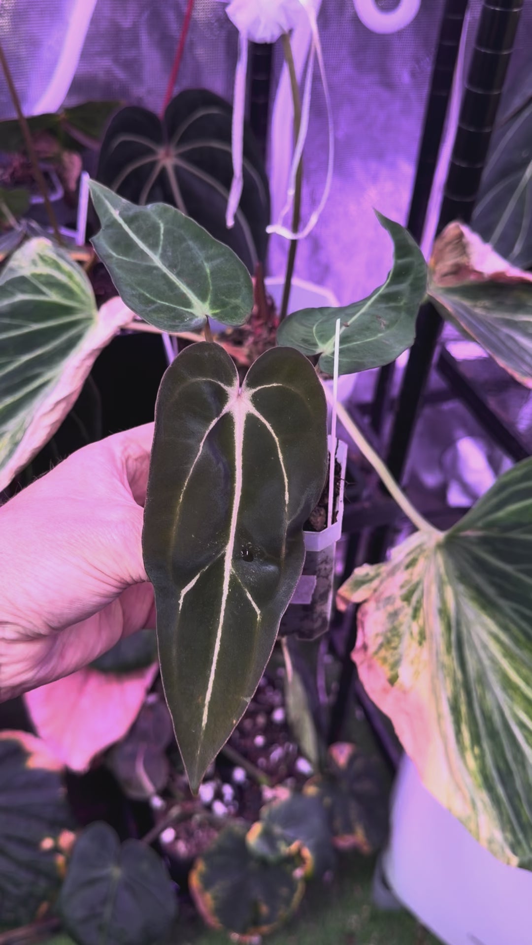 Anthurium carlablackiae “GPH001 x self” X “RA5x10” AD