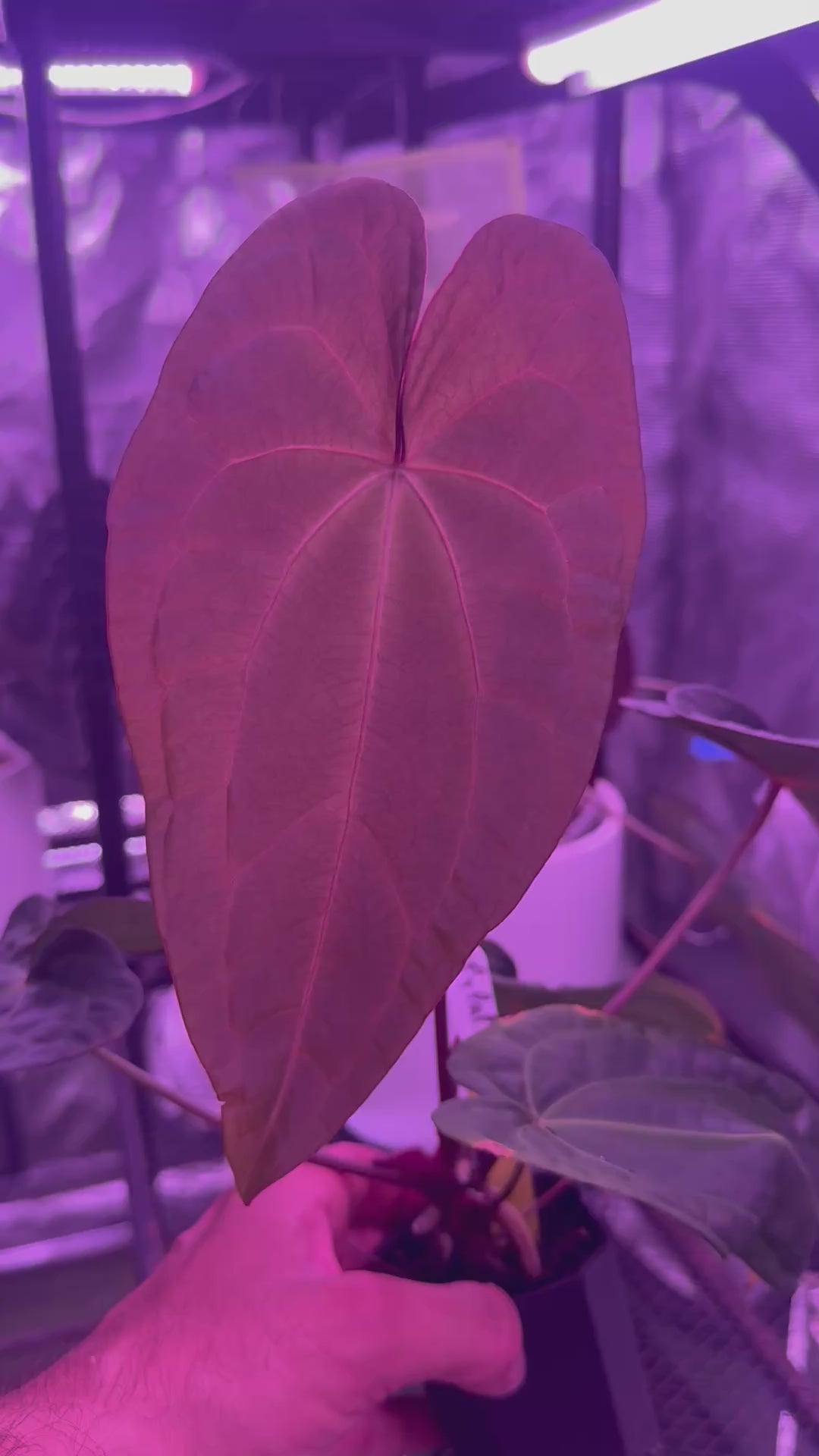 Anthurium Udaka x Snake Oil Buz2