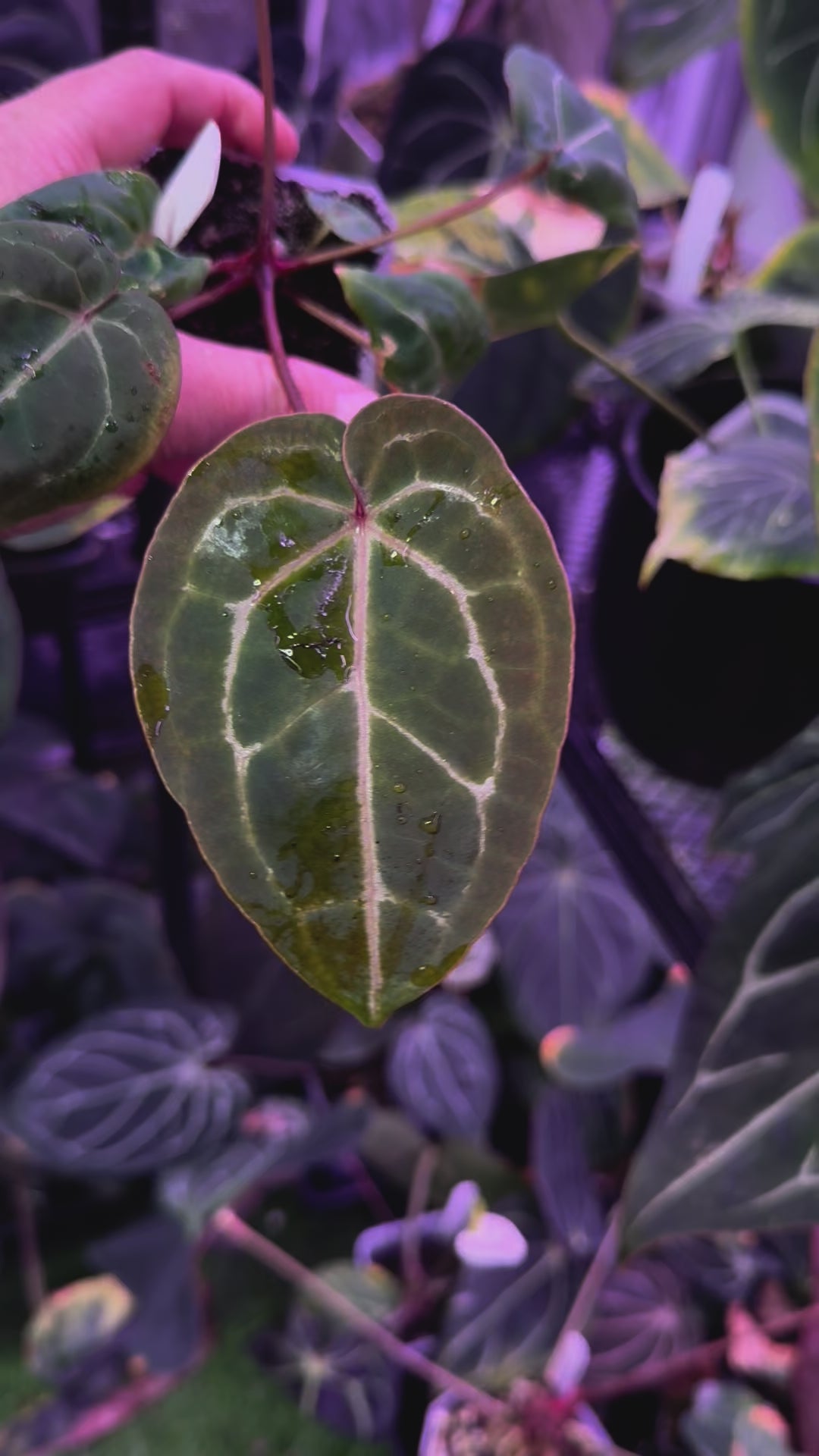 Anthurium Black Widow x Michelle x Self 2