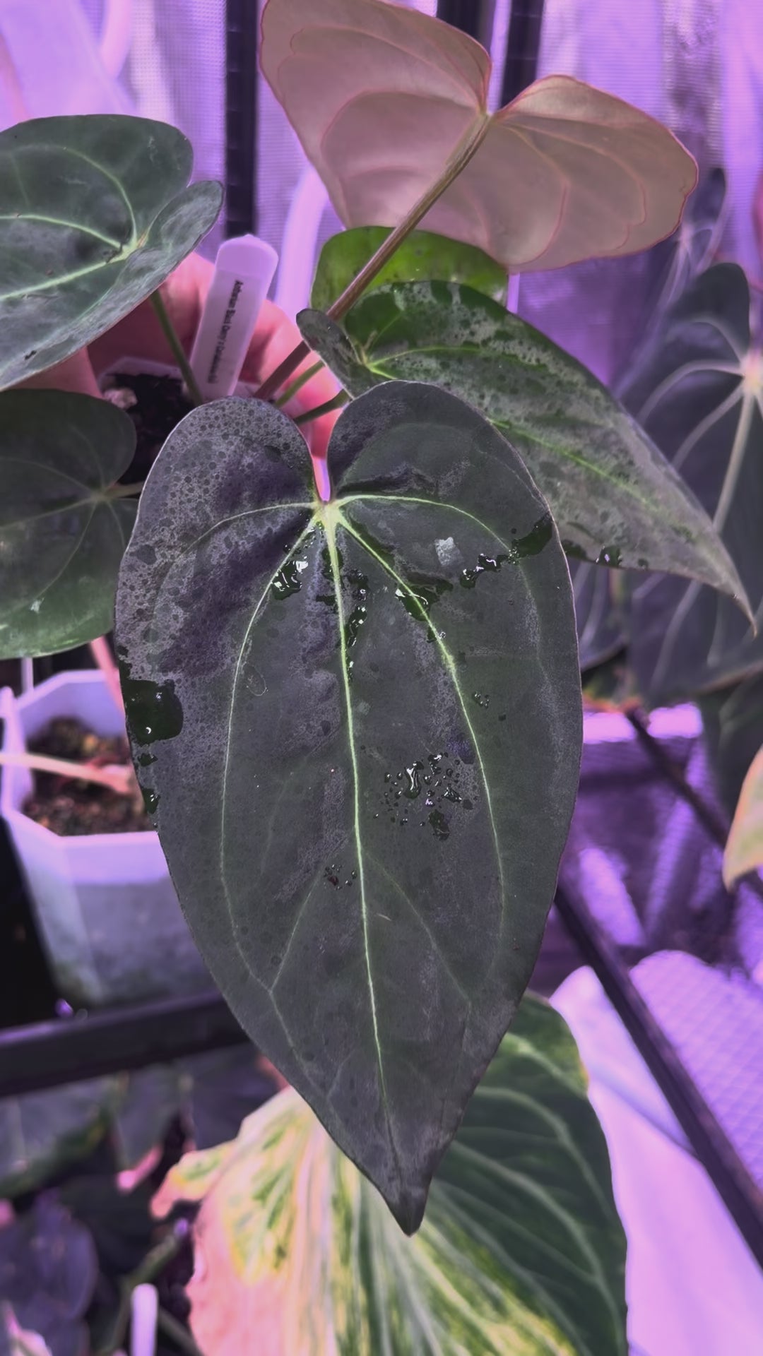 Anthurium “Black Cherry” X carlablackiae RA8 XX