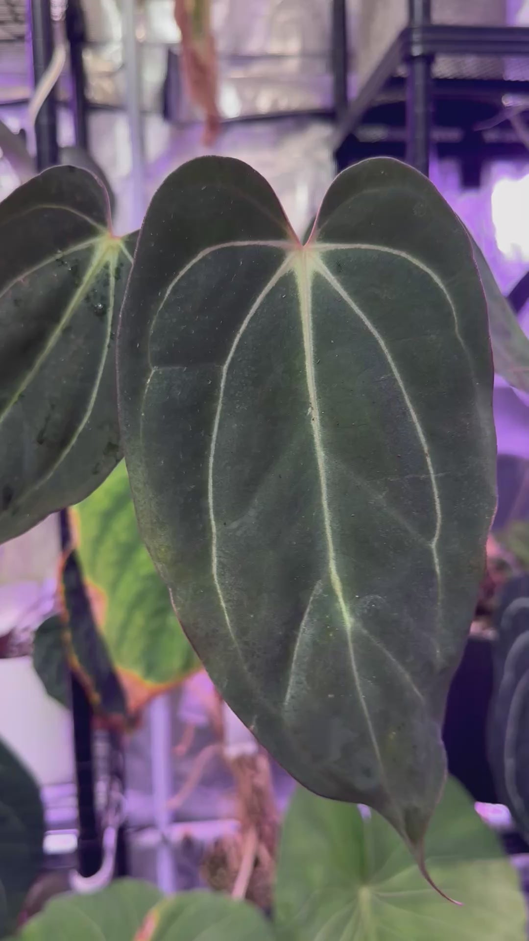 Anthurium Carlablackiae Buz1 x (carla x sp. nov Df)