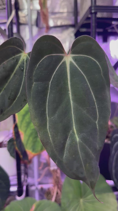 Anthurium Carlablackiae Buz1 x (carla x sp. nov Df)