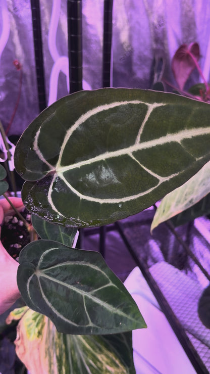 Anthurium carlablackiae OG1 x RA5x10 XX