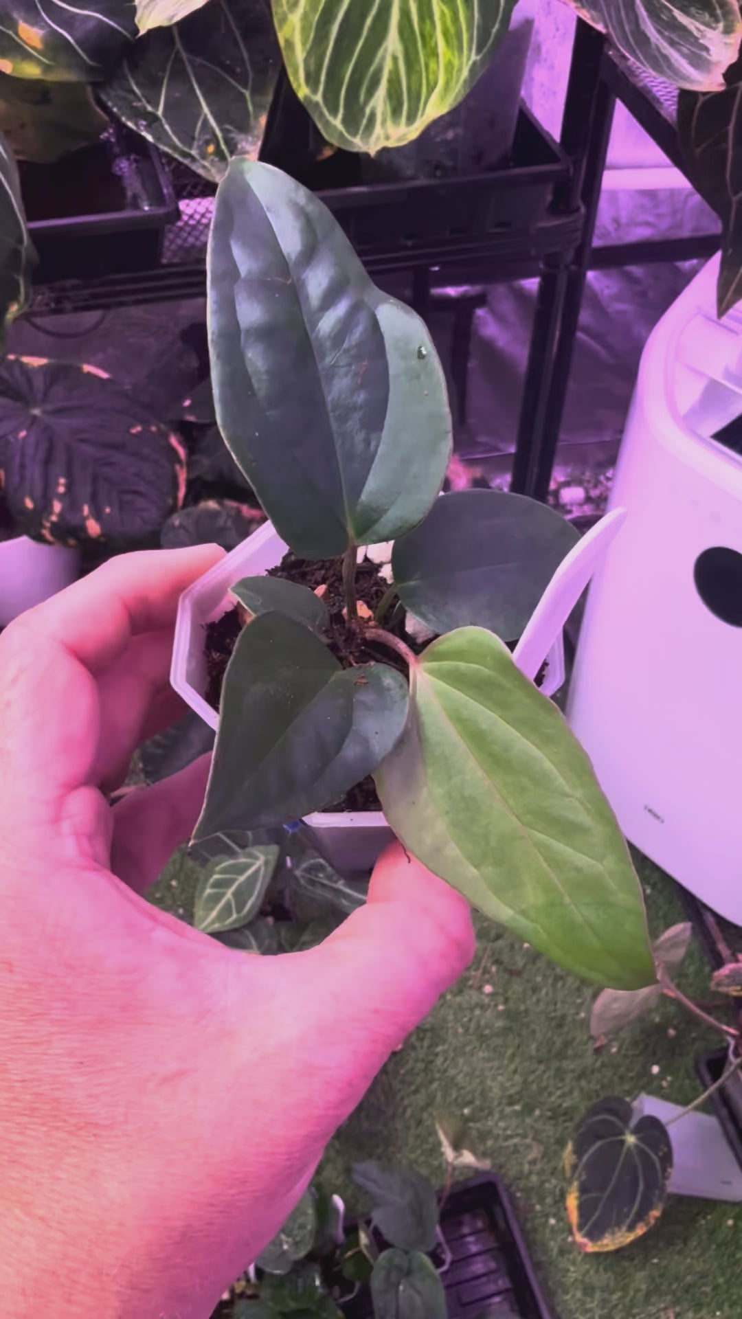 Anthurium “Tim Anderson Stripey” x ustopoense - 02