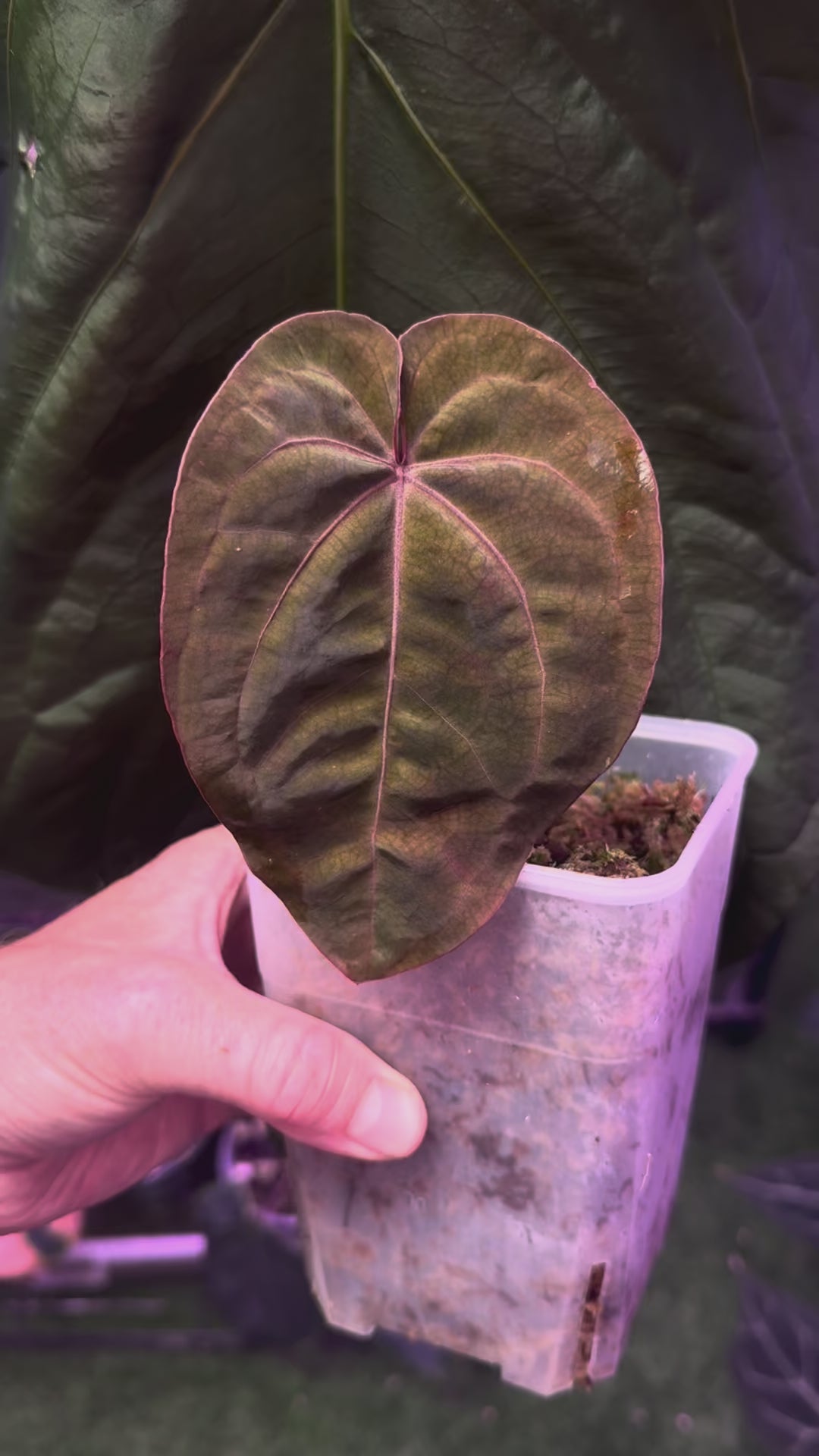 Anthurium Blood Moon