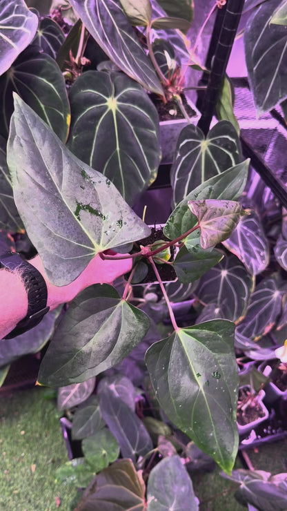 Anthurium carlablackiae RA15 x ustopoense