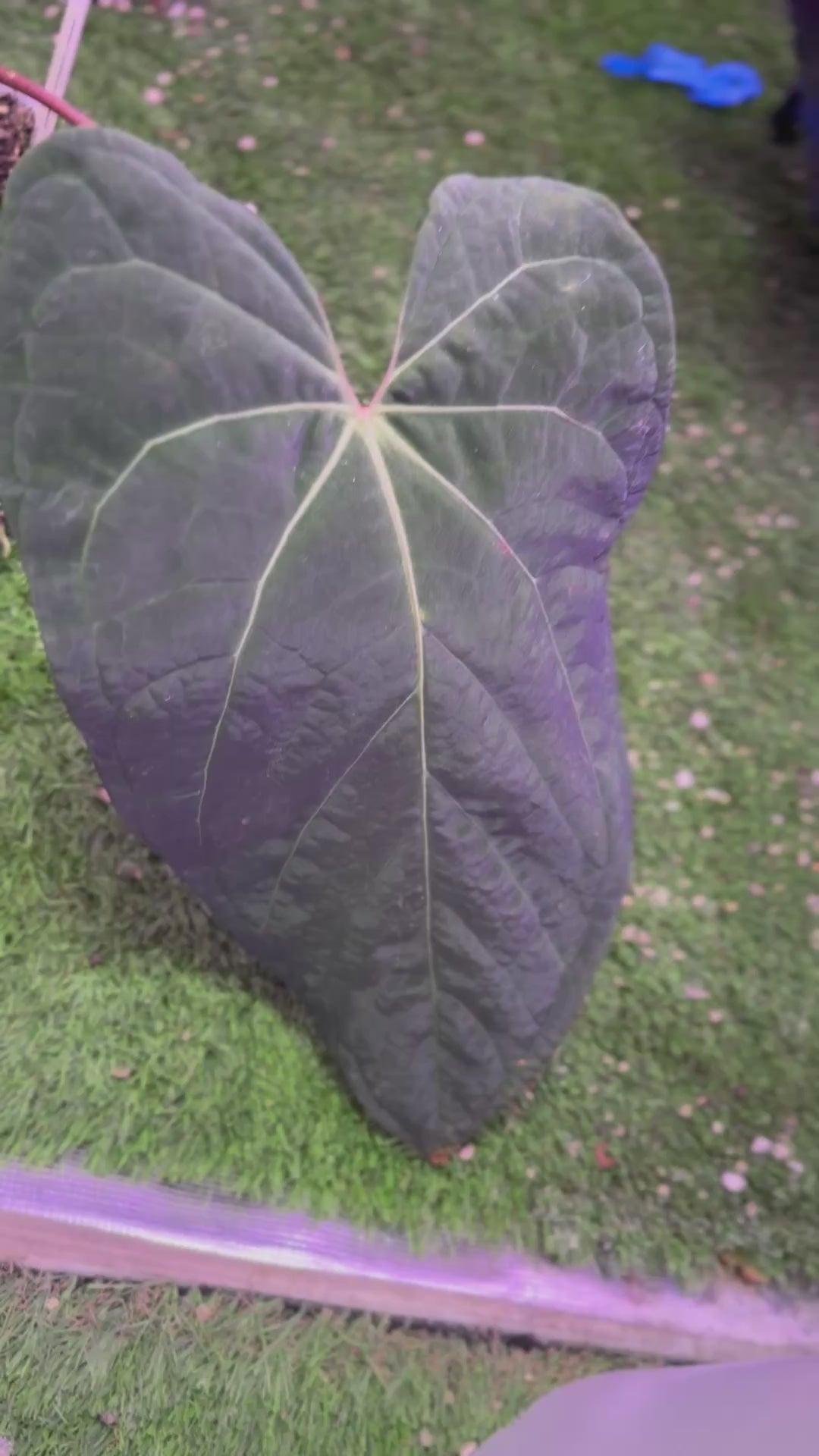 Anthurium crystal mag purple x NSE port *flowering*