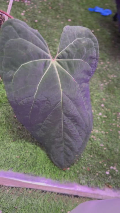 Anthurium crystal mag purple x NSE port *flowering*