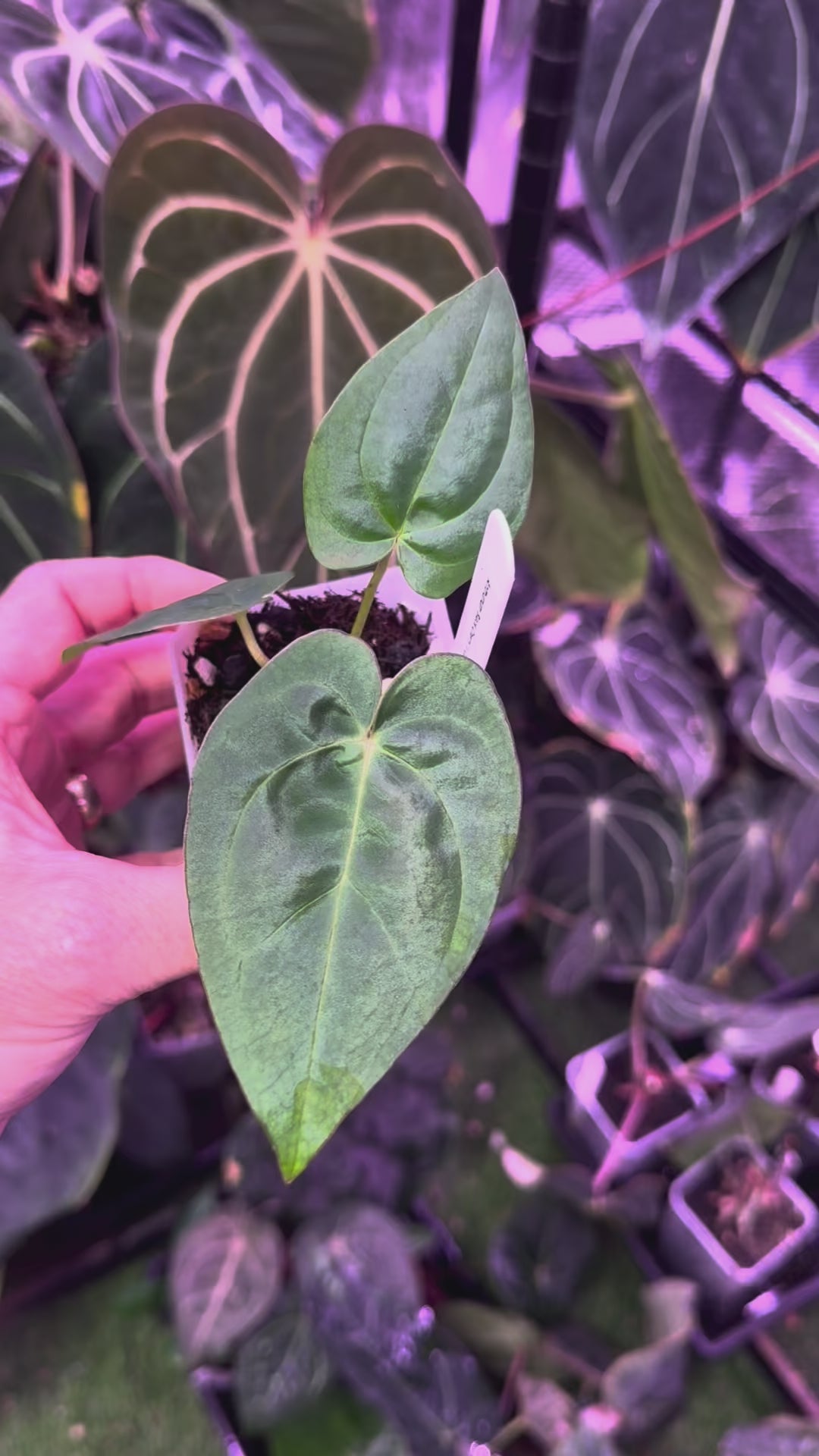 Anthurium “Black Cherry” X carlablackiae RA8 - C