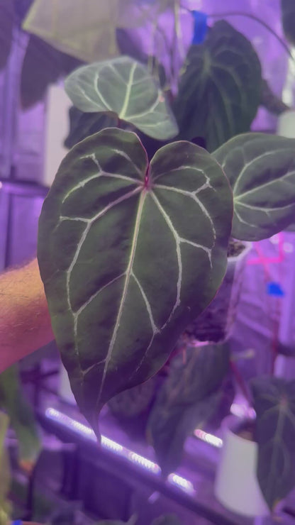 Anthurium Dorito x Tezula Red Crystal