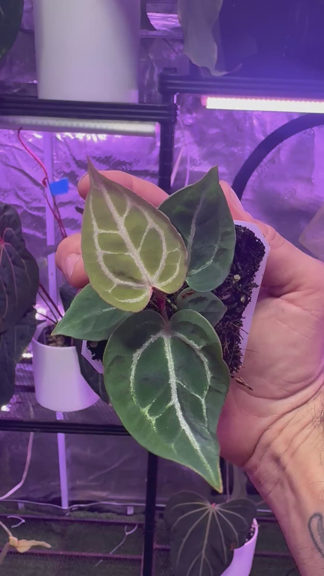 Anthurium crystallinum Chocolate x Tezula Red Crystal