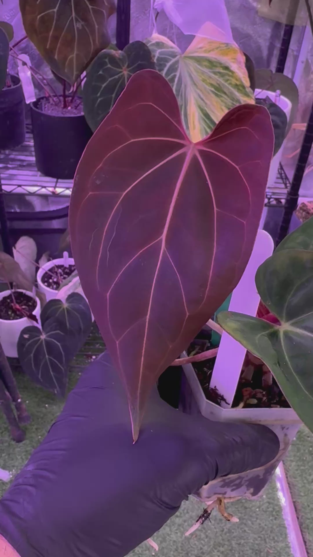 Anthurium Black Cherry x carlablackiae RA8