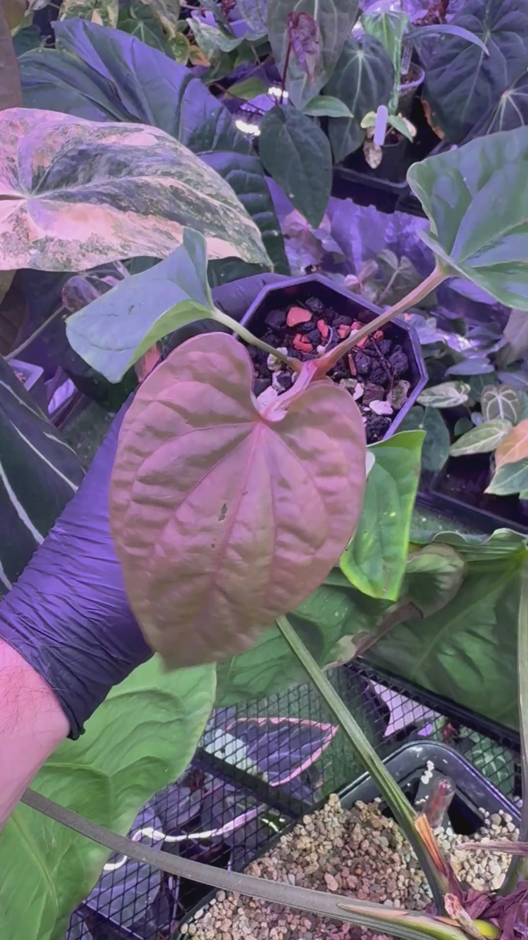 Anthurium dressleri x debile