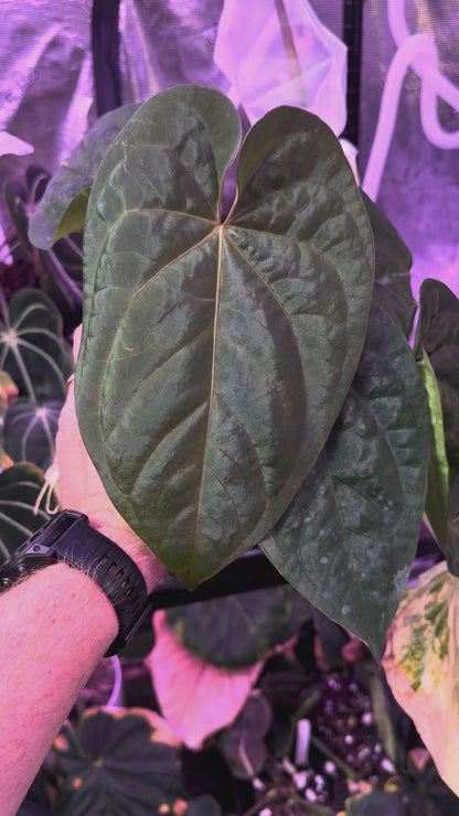 Anthurium (carlablackiae x luxurians) X (dressleri x carlablackiae) AA