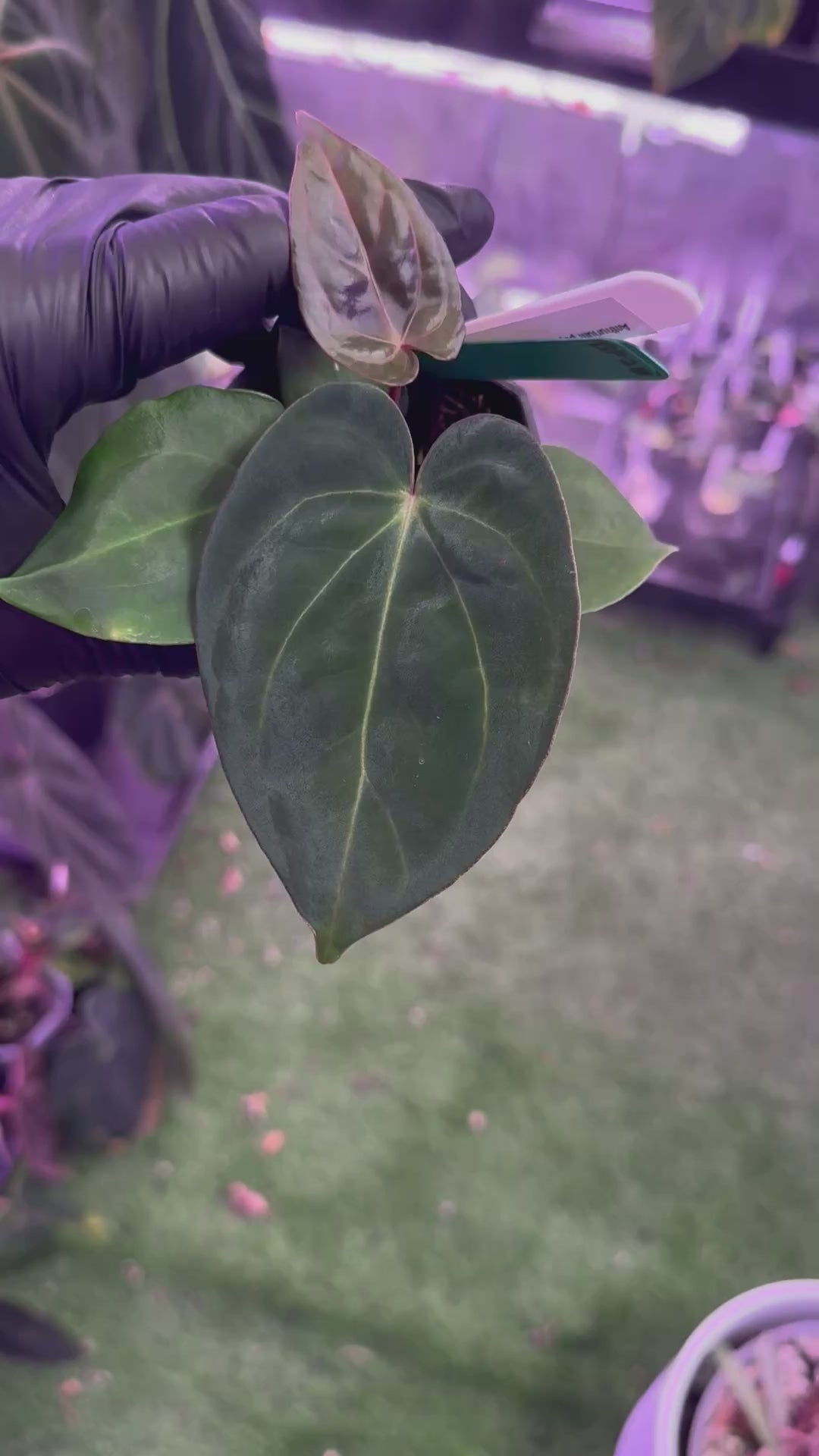 Anthurium Pap 'x’ x ?