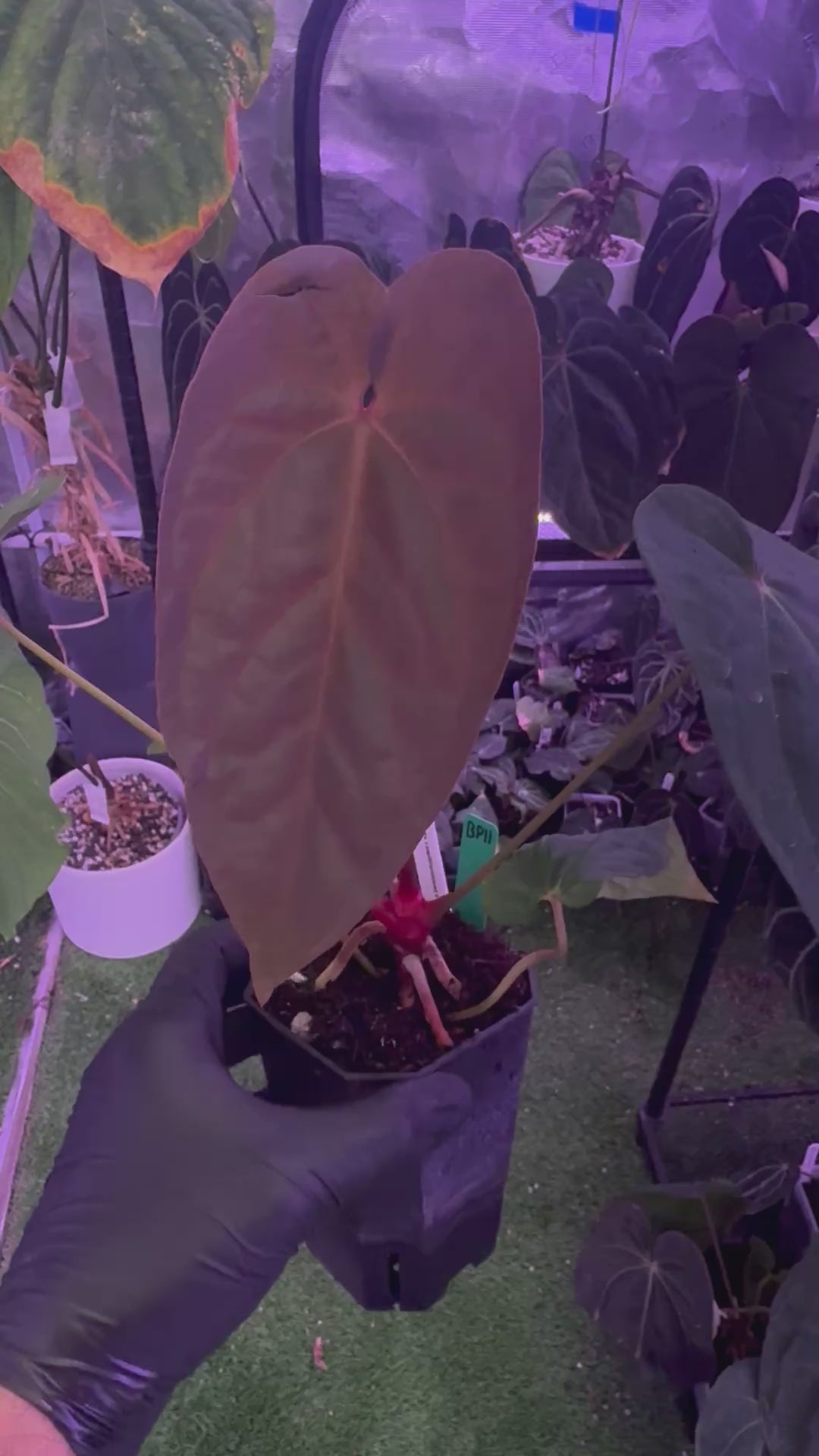 Anthurium Udaka x dressleri RG#2