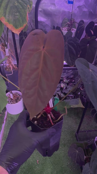 Anthurium Udaka x dressleri RG#2