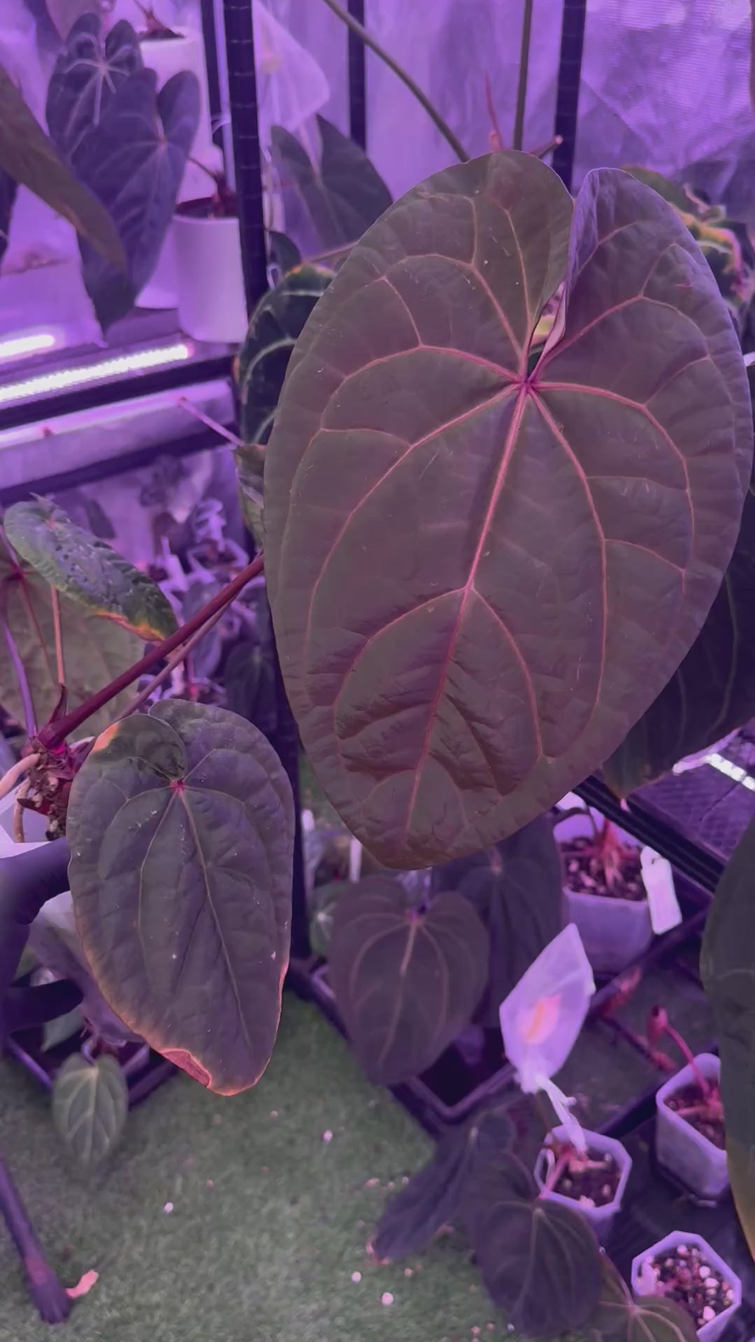 Load video: Anthurium ‘Udaka’ clone