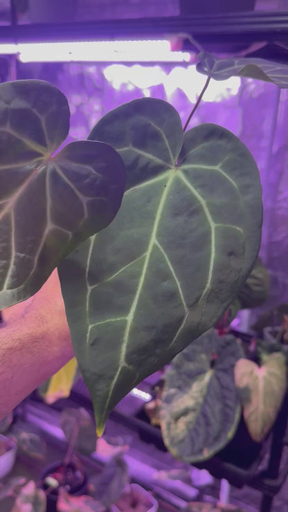 Anthurium “Black Widow x Michelle” x magnificum “Norte”