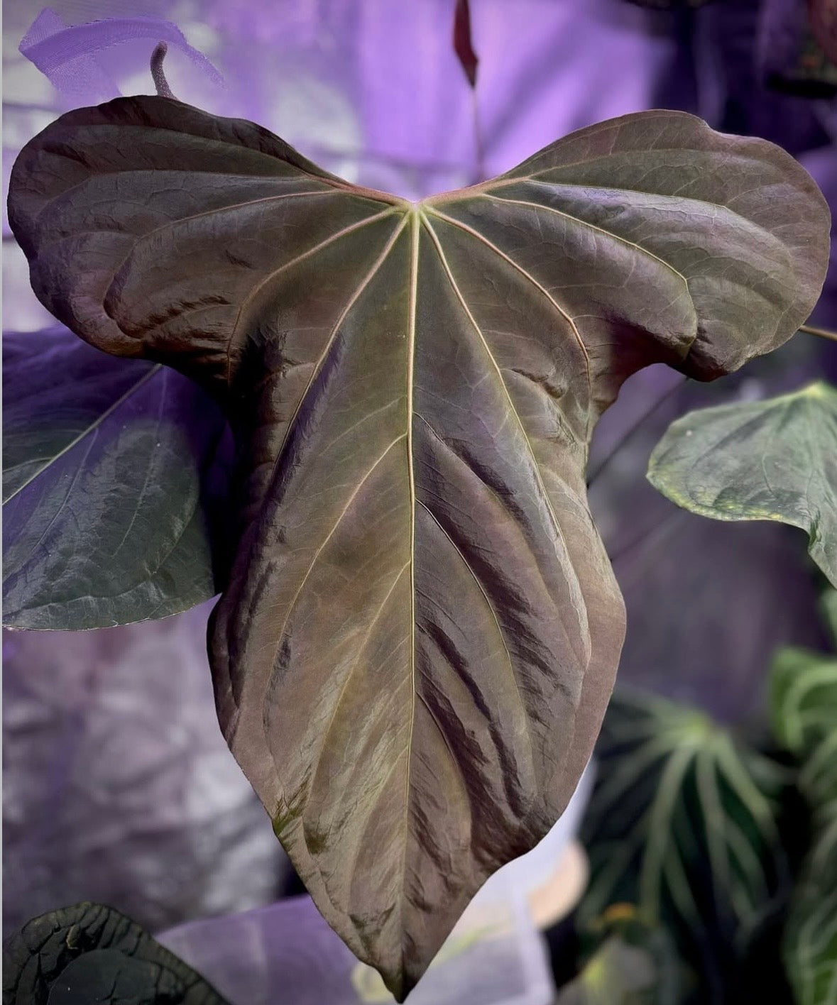 Anthurium sp nov DF x ‘Black Widow x Michelle’