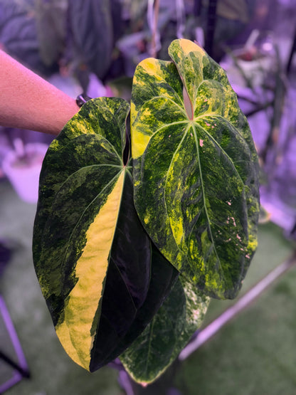 Anthurium Pap x RVDP